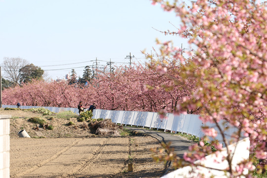 鷲宮青毛掘りの河津桜並木
