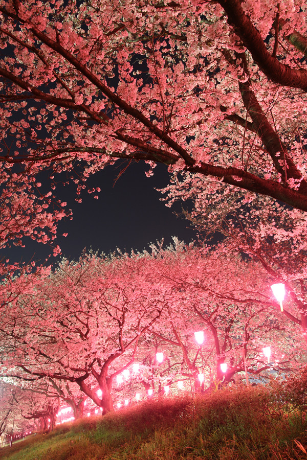 幸手権現堂 夜桜20150331-7