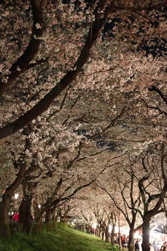 幸手権現堂の夜桜2014-04