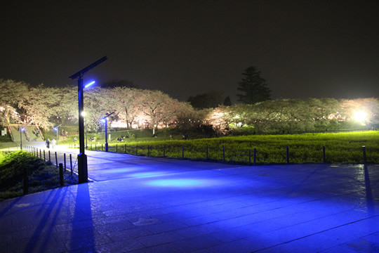 幸手権現堂 ブルーライトと夜桜3月28日