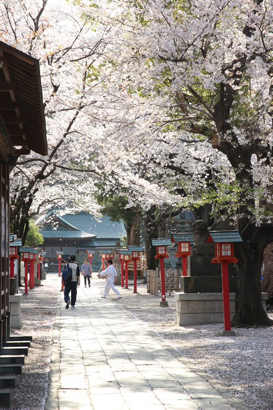 鷲宮神社境内の桜 2013年4月4日
