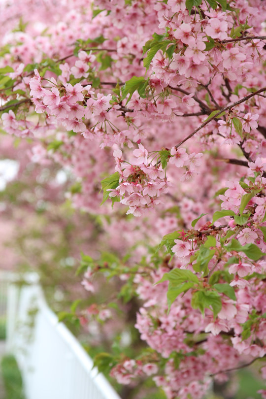 春分の河津桜