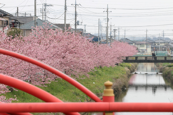 鷲宮の桜20160306-1