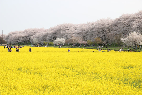 幸手権現堂の桜と菜の花 4月1日