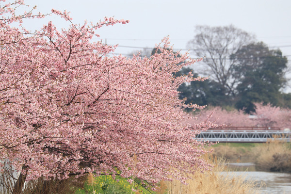鷲宮 河津桜2017-14