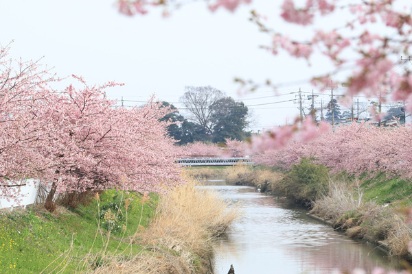 鷲宮 河津桜2017-12