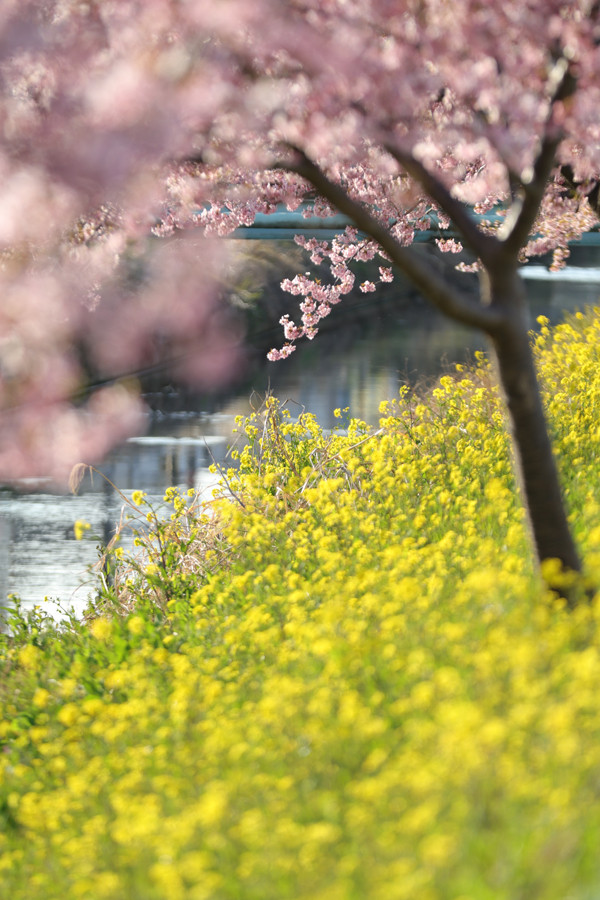 鷲宮 河津桜2017-5