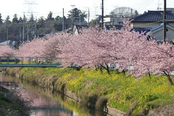 鷲宮 河津桜2017-4