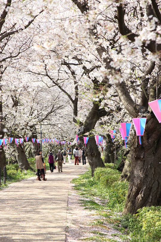 幸手権現堂の桜並木 4月4日