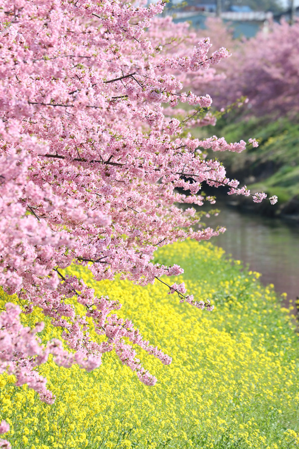 青毛掘川 久喜市鷲宮 の河津桜が満開に 一足早い花見散策 15年3月21 22日撮影 鷲宮らき すた聖地巡礼レポ えるるのえるろぐ