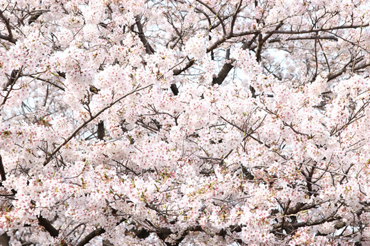 幸手権現堂の満開の桜 4月1日