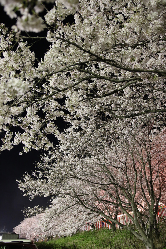 幸手権現堂の夜桜2014-08
