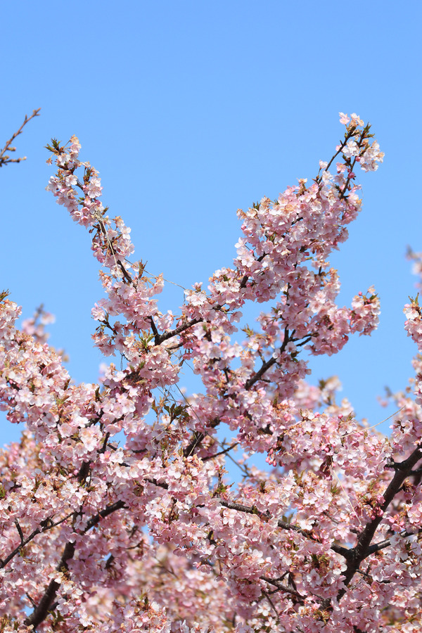 鷲宮 河津桜2017-20