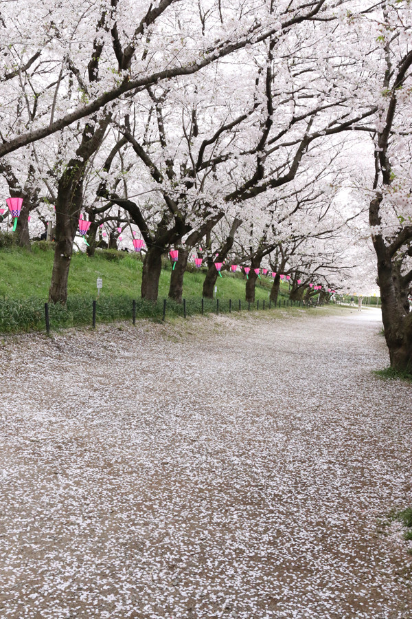 幸手権現堂 桜20150404-1