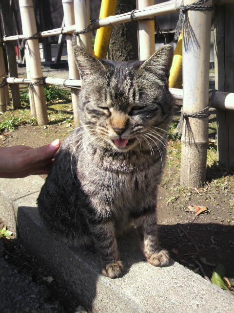 鷲宮神社のばかぬこ