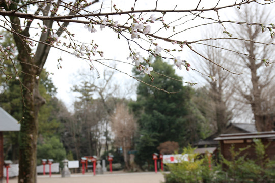 �ɵܿ��Ҥκ������֡�2013ǯ��