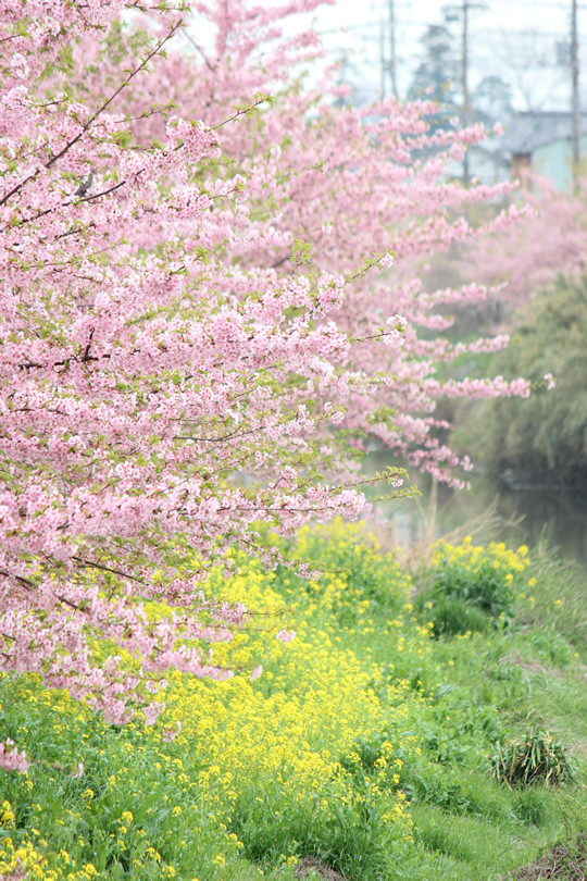 青毛堀川の河津桜と菜の花