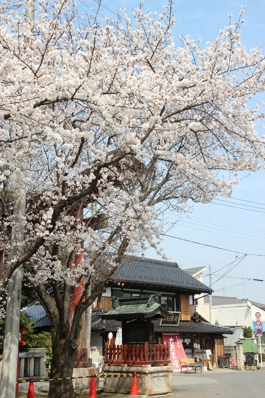 大酉茶屋と桜 2013年3月28日