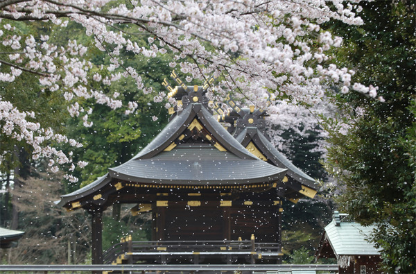 �ɵܤκ�20160403-4