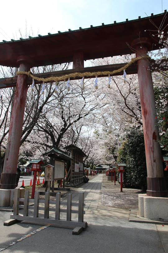 鷲宮神社鳥居から見た桜　2013年3月26日