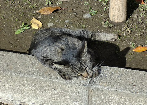 バカなばか?