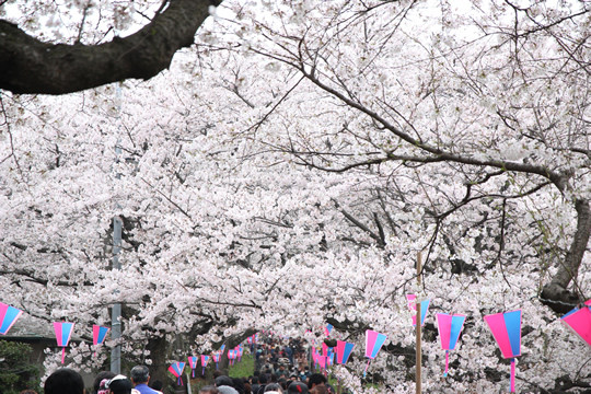 幸手権現堂の桜 3月31日