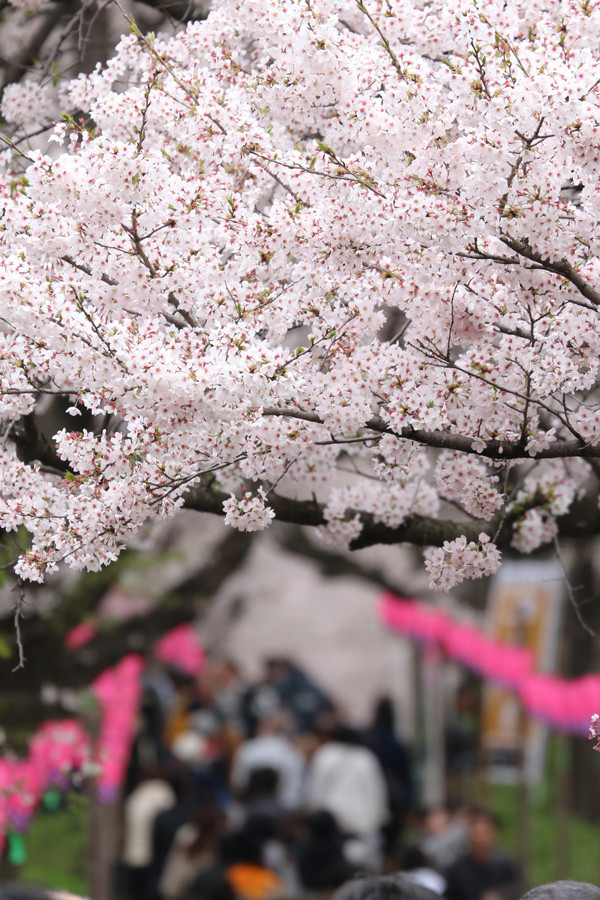 幸手権現堂 桜20150404-18