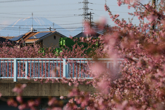 鷲宮青毛掘りの河津桜と日光男体山