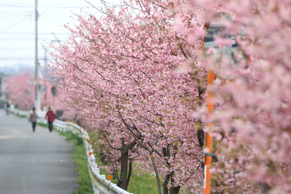 鷲宮の桜20160305-4