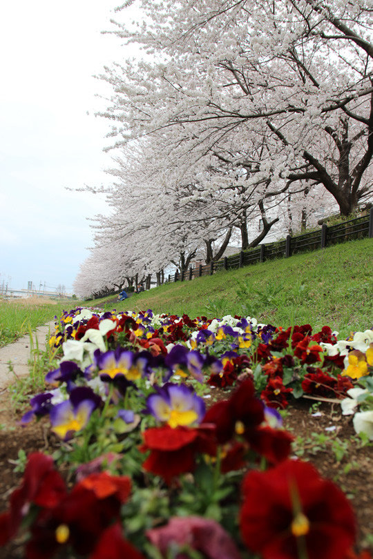 東武鷲宮駅西口のパンジーと桜 2013年4月1日