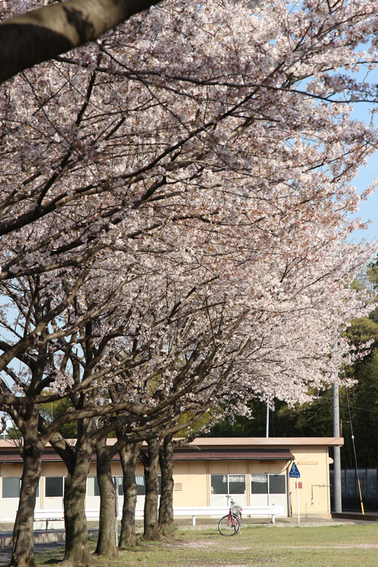 鷲宮コミュニティ広場の桜2 2013年4月4日