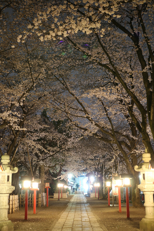 鷲宮神社の夜桜3-20140331