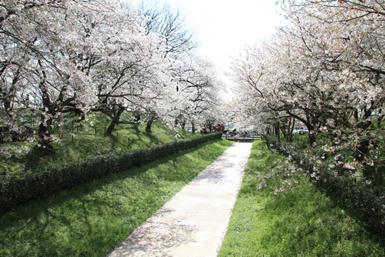 幸手権現堂の春の陽気 4月4日