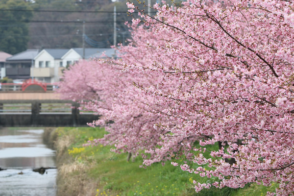 鷲宮の桜20160306-2