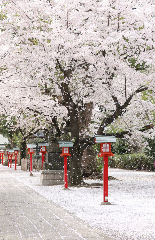 �ɵܿ��Ҥκ�����2015