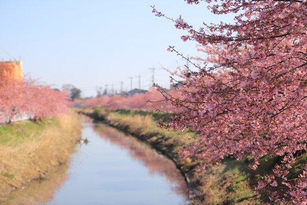 鷲宮の河津桜(久喜市鷲宮青毛堀川)平成31年3月9日-8