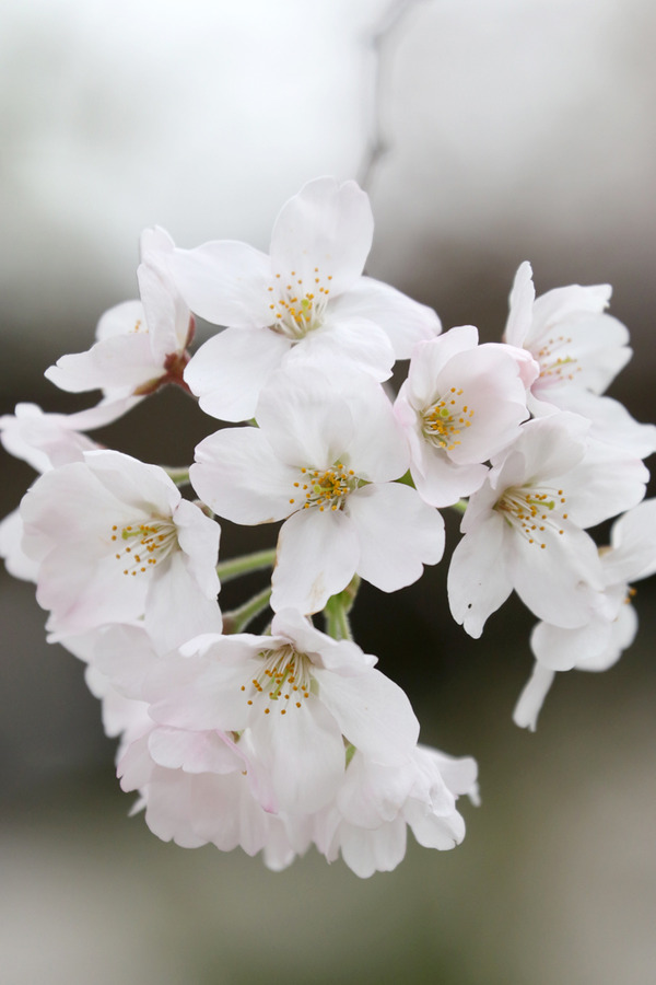 �ɵܤκ�20160402-3