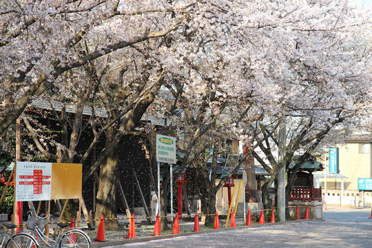 鷲宮神社の桜吹雪 2013年4月4日