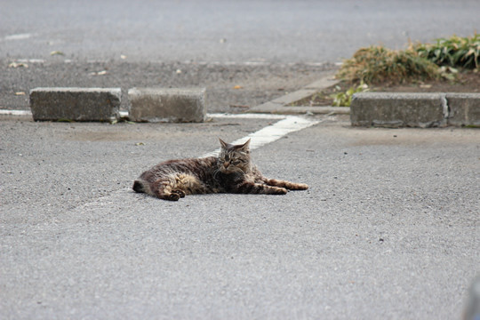 鷲宮神社の猫の日向ぼっこ