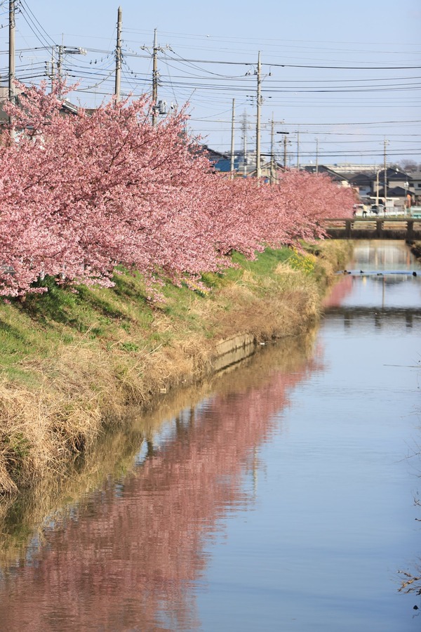 鷲宮の河津桜(久喜市鷲宮青毛堀川)平成31年3月9日-3
