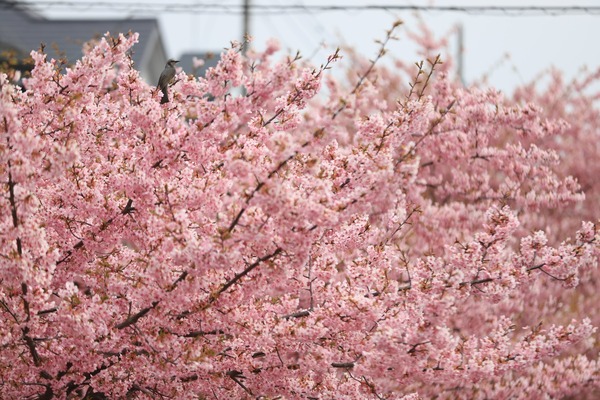 鷲宮の河津桜(久喜市鷲宮青毛堀川)平成31年3月16日-3-2