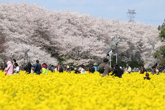 幸手権現堂の桜2014-06