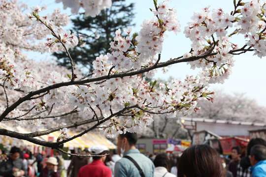 幸手権現堂の桜と花見客 4月1日