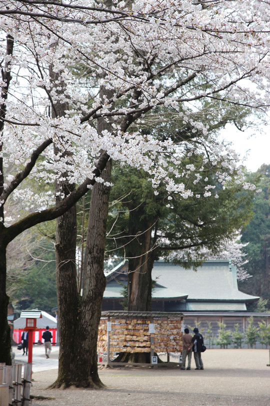 鷲宮神社絵馬掛け所と桜 2013年3月28日