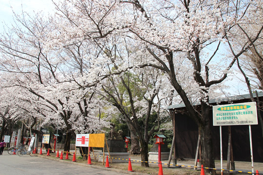 鷲宮神社駐車場から見た桜 2013年3月28日