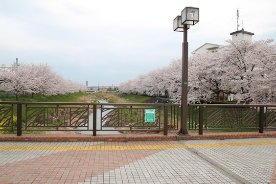 東武鷲宮駅西口の橋から見た桜 2013年4月1日