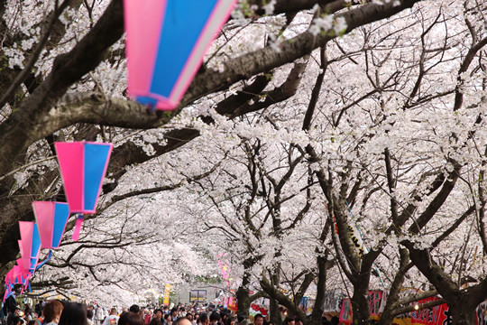 幸手権現堂の桜 4月1日
