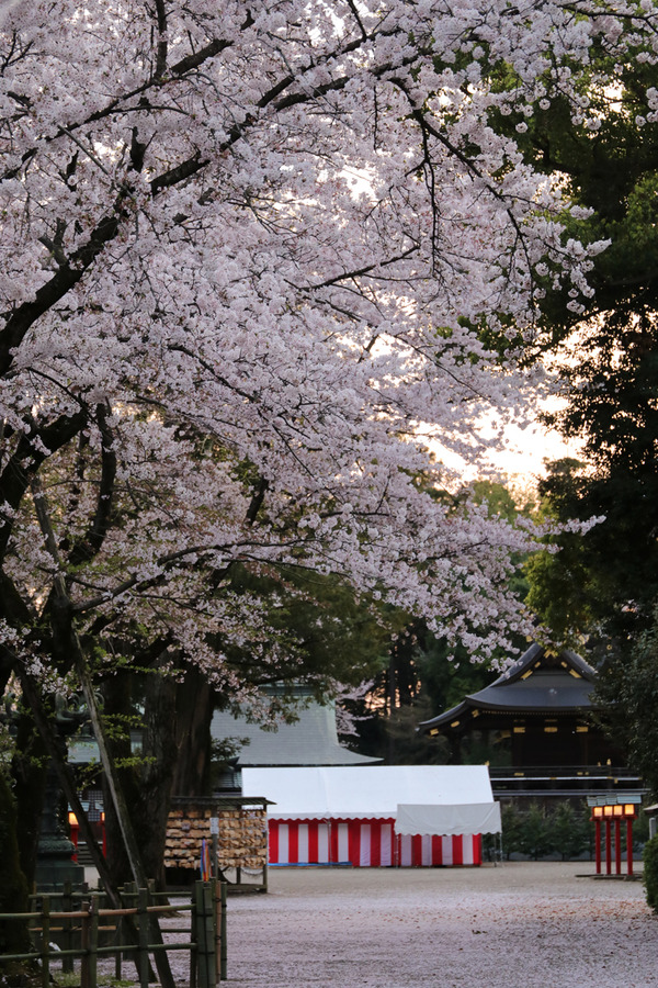 鷲宮の桜20160408-2