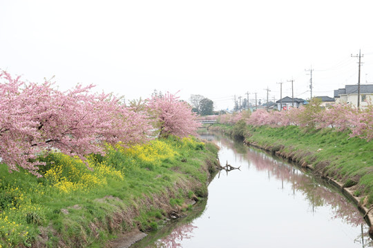 青毛堀川の河津桜