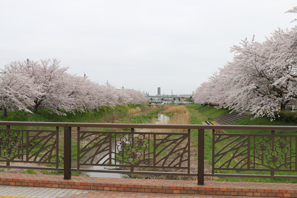 �����ɵܱ����κ�2015ǯ��01